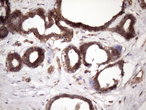 PDIA6 / ERP5 Antibody (clone OTI8H4)