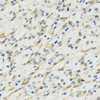 MYSM1 Antibody