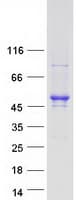 Human CDC42EP4 / BORG4 Protein (Recombinant Myc-DDK (Flag))