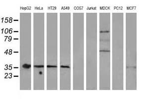 NHEJ1 / XLF Antibody (clone OTI3E6)