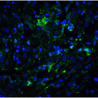IHC-plus™ KDM1A / LSD1 Antibody