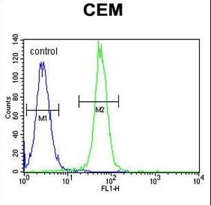 Polyclonal Rabbit anti-Human ARL8 / ARL5B Antibody (aa122-154, IHC, WB)