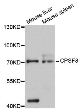 Polyclonal Rabbit anti-Human CPSF3 / CPSF Antibody (WB)