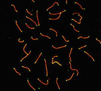 SYCP3 / SCP3 Antibody (C-Terminus, Biotin)