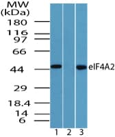 EIF4A2 Antibody (aa1-50)