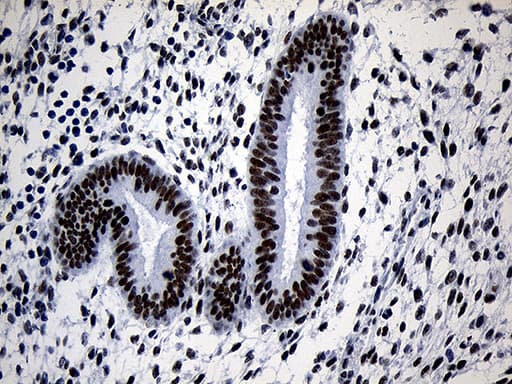 ZNF670 Antibody (clone OTI1F2)