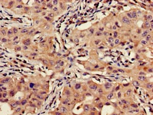 VTI1A Antibody