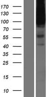 HSPG2 / Perlecan Protein (Over-Expression Lysate Myc-DDK (Flag))