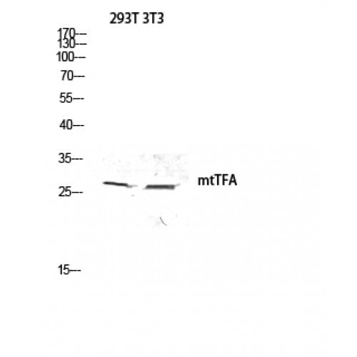 MtTFA / TFAM Antibody (100-180 aa, Internal)