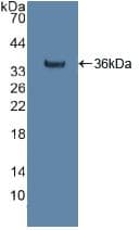 CS / Citrate Synthase Antibody (aa103-394, Cy3)