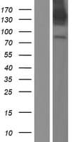 CADPS Protein (Over-Expression Lysate Myc-DDK (Flag))