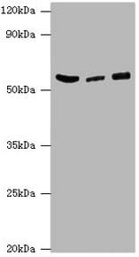HARS Antibody (aa1-180)