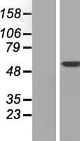 TKFC / DAK Protein (Over-Expression Lysate Myc-DDK (Flag))