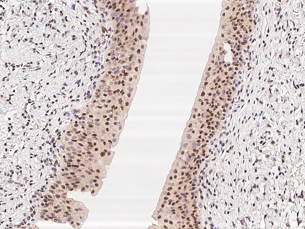 C7orf25 Antibody
