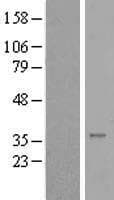 STX16 / Syntaxin 16 Protein (Over-Expression Lysate Myc-DDK (Flag))