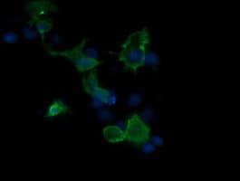 MAP2K3 / MEK3 / MKK3 Antibody (clone OTI2A7, Carrier-free)