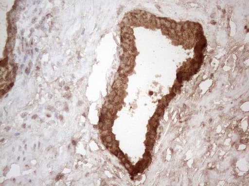 Monoclonal Mouse anti-Human KLK3 / PSA Antibody (clone OTI2F3, aa25-261, IHC, WB)