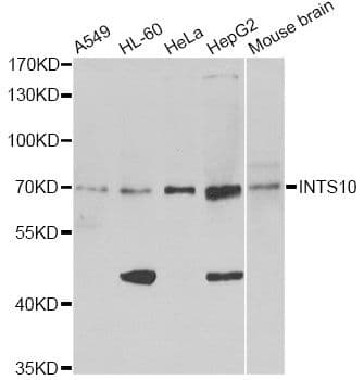 INTS10 Antibody