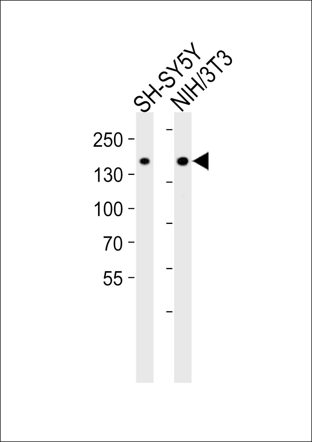 Polyclonal Rabbit anti-Mouse NTRK1 / TrkA Antibody (aa481-515, WB)