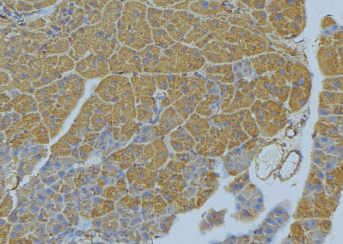 WNT10A Antibody