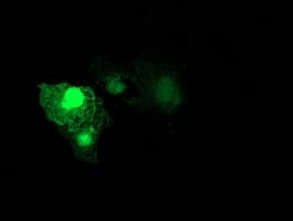 RHOD Antibody (clone OTI2F7, Carrier-free)