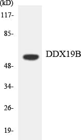 Polyclonal Rabbit anti-Human DDX19B Antibody (aa38-87, WB)