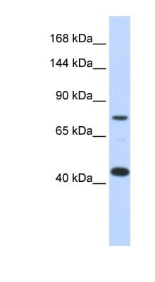 APOER2 / LRP8 Antibody (aa395-444, Biotin)