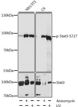 Polyclonal Rabbit anti-Human STAT3 Antibody (phospho-Ser727, WB)