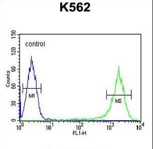 IHC-plus™ GAGE7 Antibody (aa87-116)