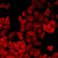 PEG1 / MEST Antibody