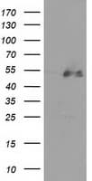 HDAC1 Antibody (clone OTI2E9)