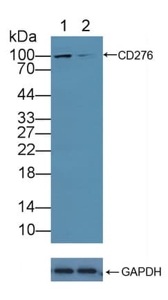 PathPlus™ Polyclonal Rabbit anti-Human CD276 / B7-H3 Antibody (aa47-219, IHC, WB)