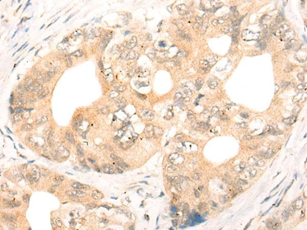 CD86 Antibody