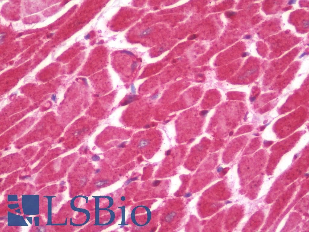 IHC-plus™ TRPV4 Antibody