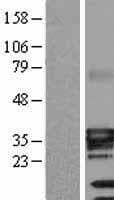 Human ATP1B3 Protein (Over-Expression Lysate Myc-DDK (Flag))