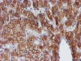 PDIA4 / ERP72 Antibody (clone OTI2A11)