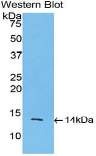 INHBA / Inhibin Beta A Antibody (aa314-424, PE)