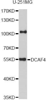 WDR21A / DCAF4 Antibody