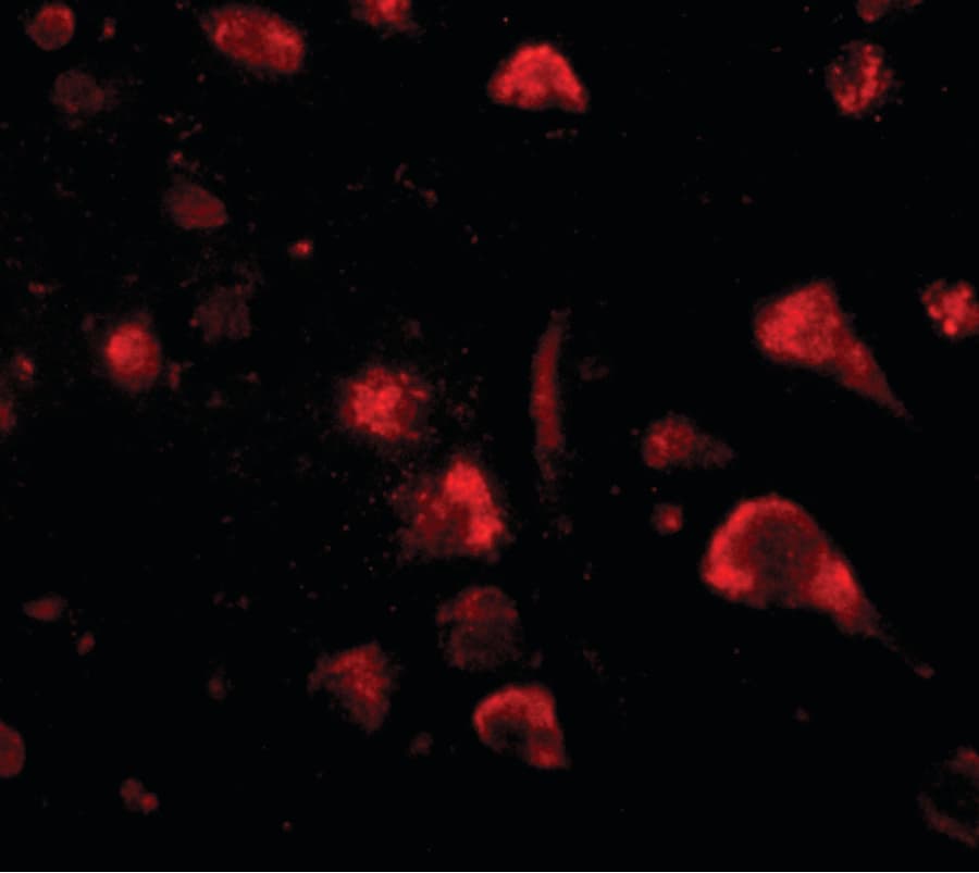 SPRED3 Antibody