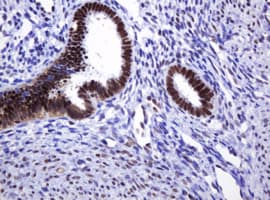 DCPS Antibody (clone OTI4H8)