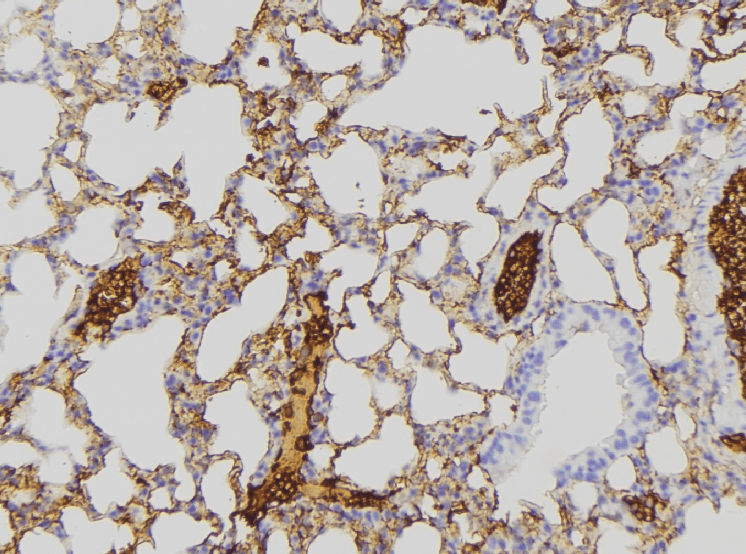 NDUFA8 Antibody