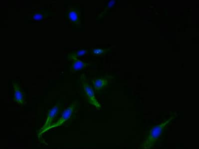 SMIM14 / C4orf34 Antibody