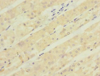 ACCN5 / HINAC Antibody