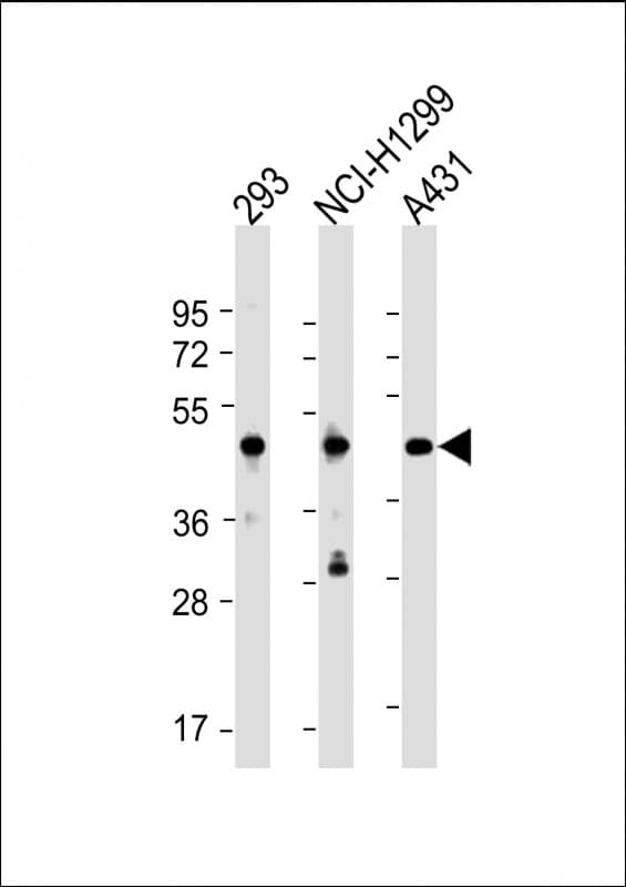 NSFL1C Antibody (N-Terminus)