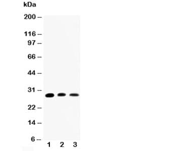 AQP1 / Aquaporin 1 Antibody (aa251-269)