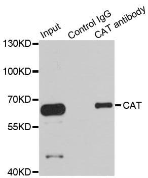 CAT / Catalase Antibody
