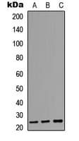 AICDA / AID Antibody (N-Terminus)