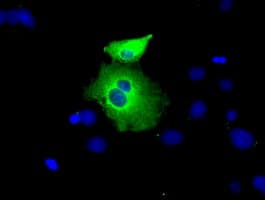 PEX5 Antibody (clone OTI1D3)