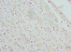 CTNNBL1 / NAP Antibody