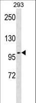 TAX1BP1 Antibody (aa400-429)